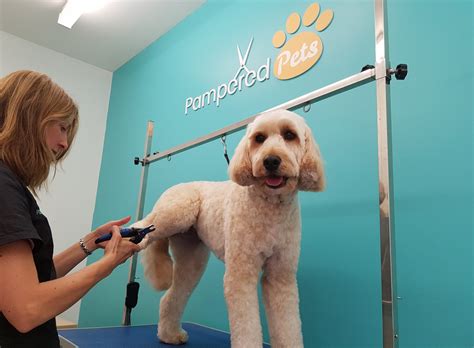 Pampered pets grooming - Pampered Pets Parlor, Loveland, Colorado. 638 likes · 55 talking about this. PPP offers a premium Pet Spa to ensure your best friend has the best, positive and relaxing grooming experience. Pampered Pets Parlor